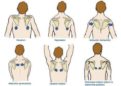 scapulae-movements