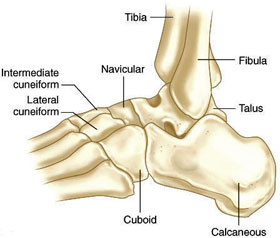 ankle joint 1