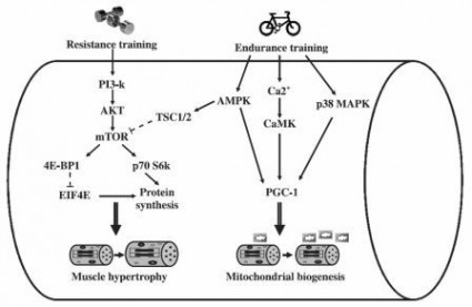 Strength-Endurance-Training-Compatibility1