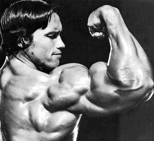 arnold Biceps