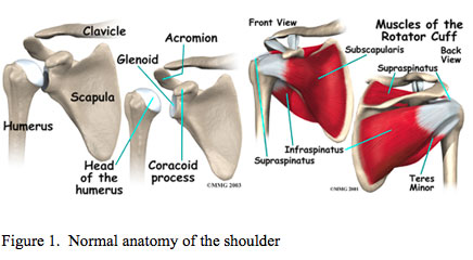conditionsShoulderImpingementFig1