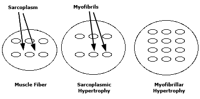 hypertrophy